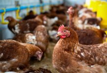 Poultry farmers want bailout money to keep their industry from collapsing