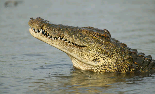 Crocodile